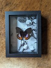 Rahmen Bilderrahmen Echter Schmetterling Gothik Gothic Deko Entomologie