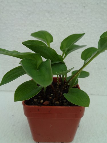 Scilla spec kaktus - spec., we