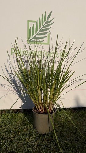 Cortaderia selloana pumila - cortaderia,