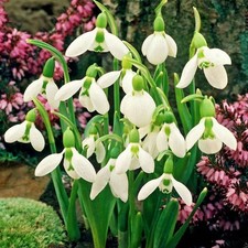 Galanthus Blumenzwiebeln Zwiebeln Blumen Schneeglöckchen Elwesii 5 St.
