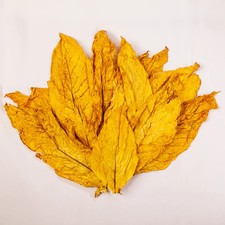 Oriental tabakblätter - oriental,