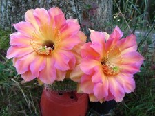 großes Kindel Virginia Woolf Echinopsis Hybride Lobivia Hybride Kaktus Cactus