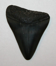 Haizahn 4 cm Zahn Megalodon Hai Zahn Fossil Haifisch