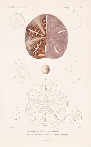 Seeigel scutella hexapora - scutella, sea