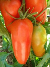 🔥 🍅 Hochloma
