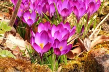 Schneekrokusse pink Krokusse