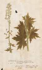 Eisenhut aconite Botanik