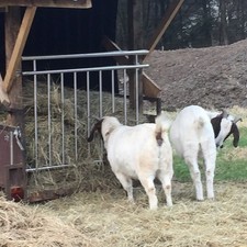 Heuraufe Gitter Fressgitter