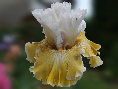 Schwertlilie iris baby - iris, "