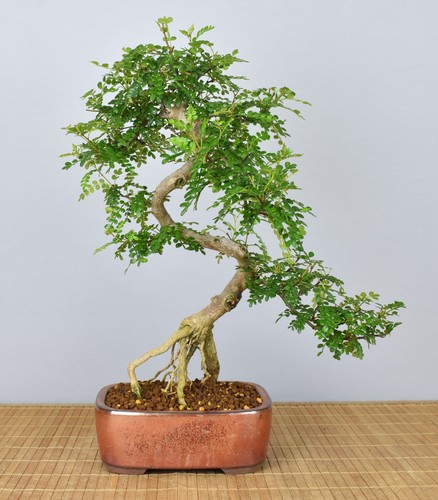 Bonsai indoor szechuanpfeffer - bonsai, indoor,