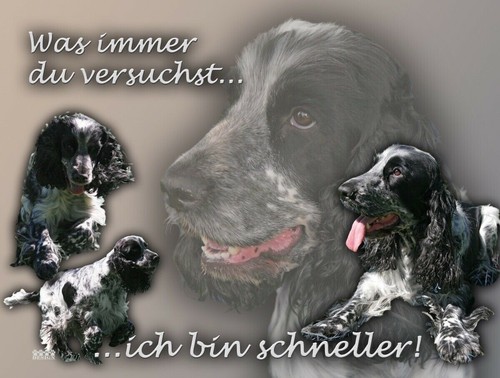 Englischer cocker spaniel - englischer,