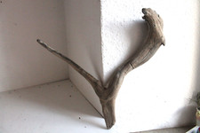 Schwemmholz Treibholz  ❤️