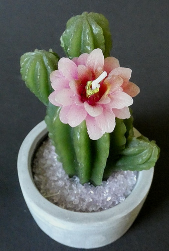 Deko kerze kaktus - kaktus, blüte