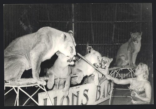 Fotografie circus zirkus - circus, /
