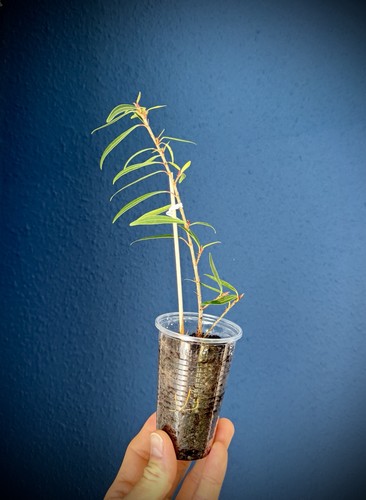 Ficus neriifolia bonsai - ficus,