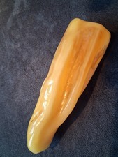 bernstein baltic-butterscotch