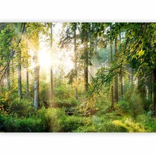 NATUR LANDSCHAFT WALD BAUM