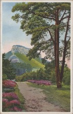 Ak, Ansichtskarte, Lilienstein