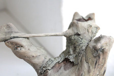 Schwemmholz Treibholz Skulptur Loch - sehr schön- L 19 cm  Fisch Auge Kopf Vogel