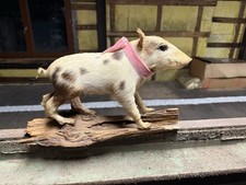 Tierpräparat Frischling Abnorm Taxidermy Jagdtrophäe