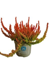 10 Stück Knospenheide Calluna vulgaris Gardengirls Zoe 15 -20 cm immergrün