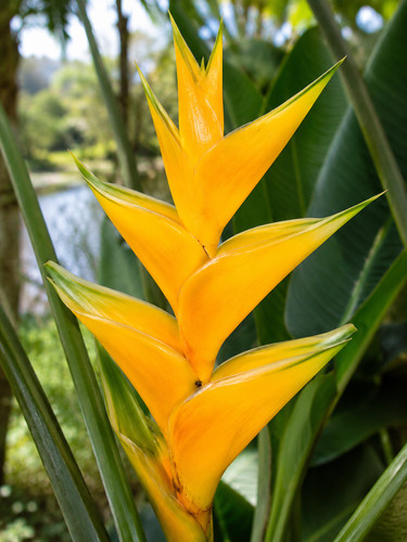 Sale989 heliconia champneiana - heliconia,