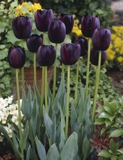 Tulpen Zwiebeln "Queen of the night" Dunkel Violett Purpur* Blumen