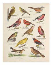 Vintage Vogel Illustration