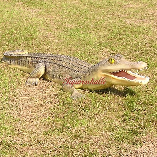 Alligator krokodil groß - krokodil,