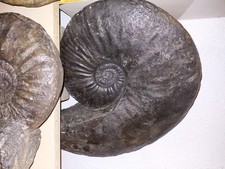 Ammonit,  Schlotheimia   depressa ,  380 mm   ,  Leinfelden Echterdingen 
