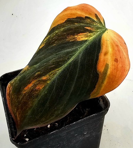 Sehr schöne philodendron - sehr,