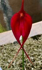 Masdevallia ´Red Dancer´ NEW blühfähige Pflanze Orchideen Dracula