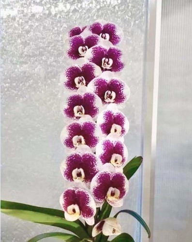 Orchidee phalaenopsis phal - orchidee,