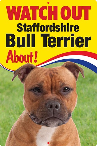 Staffordshire bullterrier rot - staffordshire,
