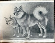 FINNISCHER SPITZHUNDESEITEN