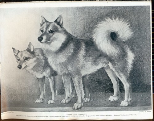 Finnischer spitzhundeseiten - finnischer,