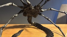 Schwarz Alien Facehugger 1:1