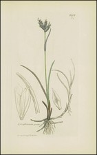 1832 ERIOPHORUM GRACILE