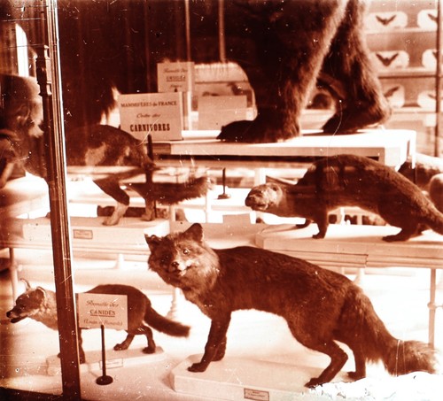 Vintage tierpräparat fuchs - tierpräparat,