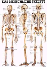 Anatomische Lehrtafeln (Poster) verschiedene Themenbereiche. 24*34cm