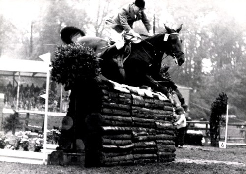 Foto springreiten sprung - springreiten,,