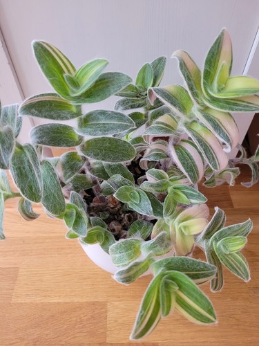 Tradescantia sillamontana - 2×tradescantia,