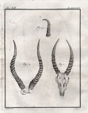 Saiga antelope Antilope Geweih