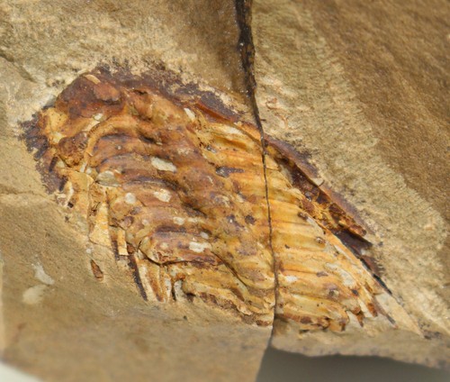 Trilobit kettneraspis - trilobit,,