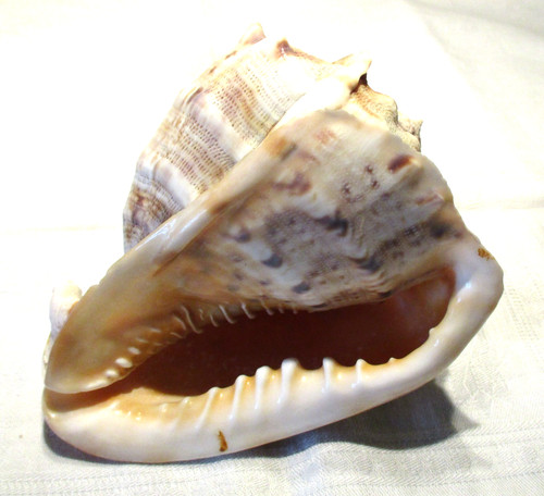 Meeresschnecke cassis cornuta - cassis,