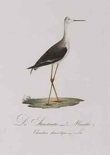 Stelzenläufer - Strandreuter