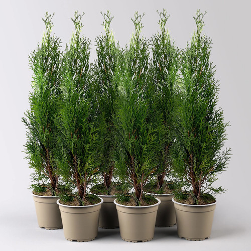 Thuja occidentalis smaragd - thuja, 'smaragd'
