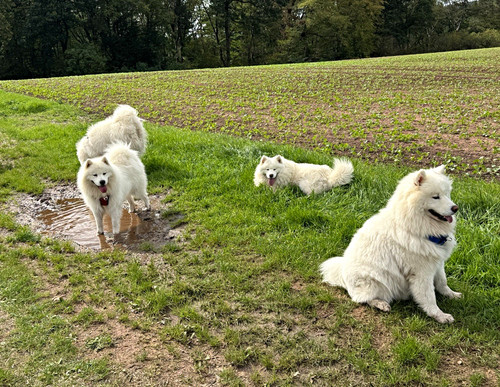 Samojeden hundewolle zum - hundewolle,