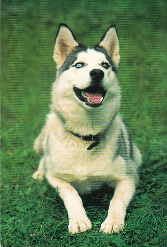 Polarhund schlittenhund - *,