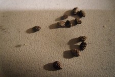 Südamerika  Brasilien  Passiflora Passionsblume  andreana Samen Seeds 5Stück